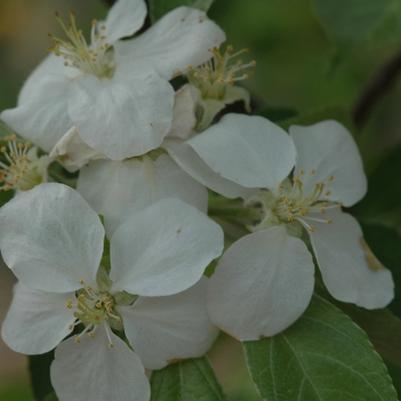 Malus domestica Honeycrisp