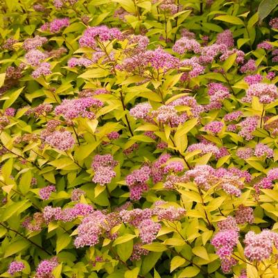 Spiraea Japonica Goldmound