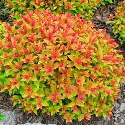 Spiraea Japonica Goldflame