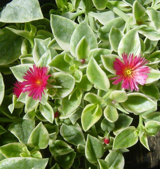 Dorotheanthus Varigated Ice Plant