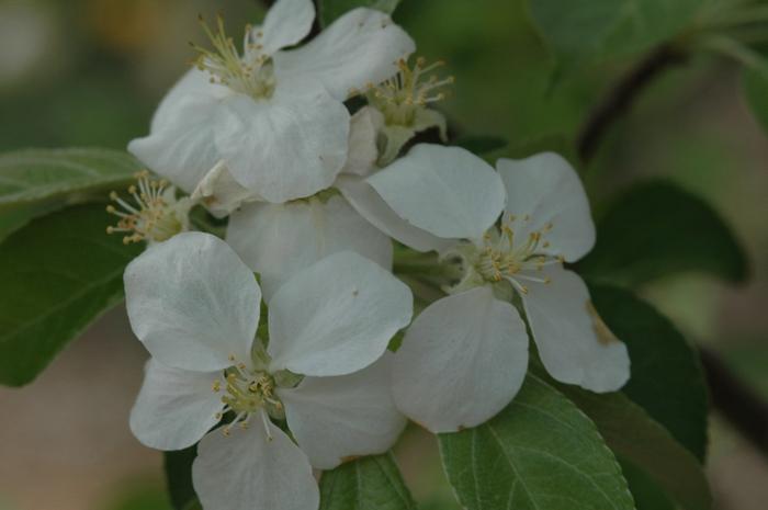 Malus domestica Honeycrisp