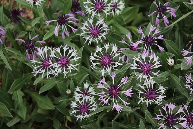 Centaurea Montana 