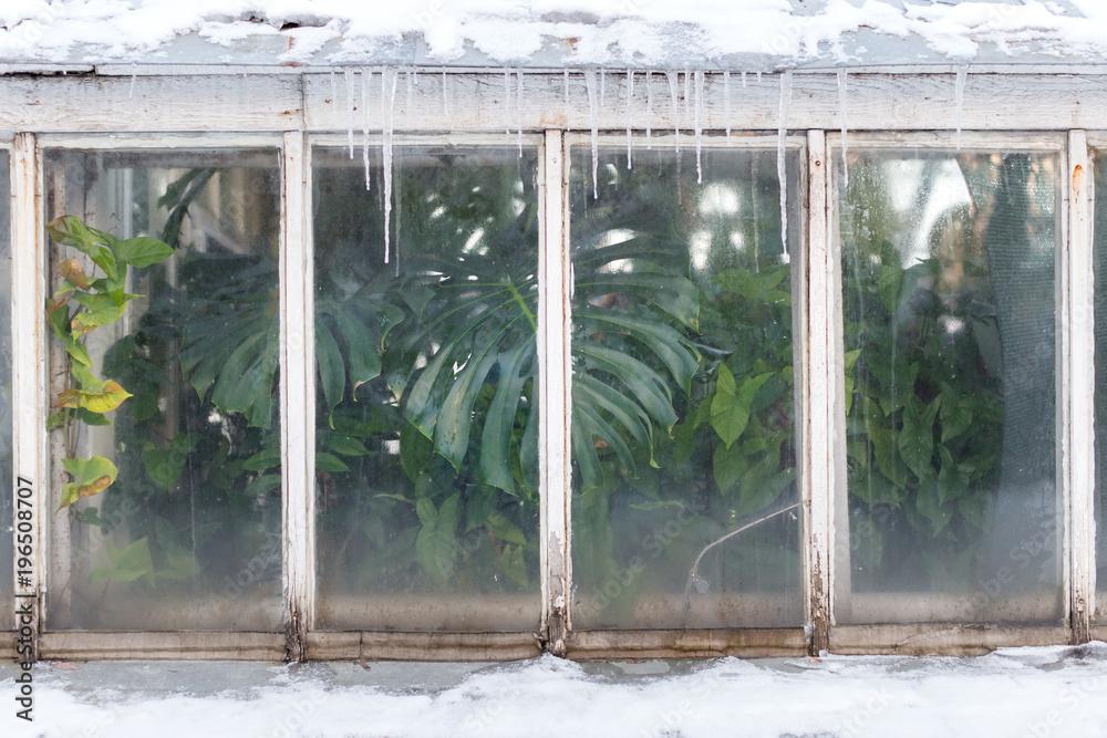 Tropical Plants Winter Care