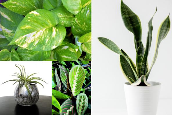 Easy Plants for New Plant Parents