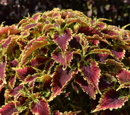 Quick Tip: Colour in the Garden Quick Tip: Colour in the Garden