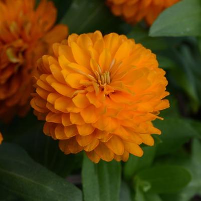 Zinnia marylandica Bright Orange