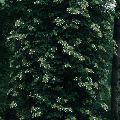 Hydrangea anomala subsp. petiolaris 