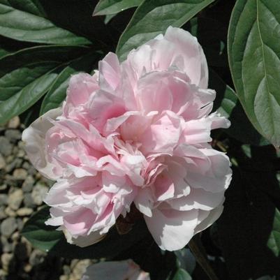 Paeonia lactiflora Lady Orchid
