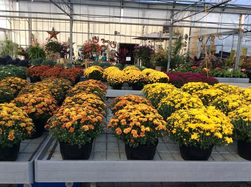 Fall Mums on Table