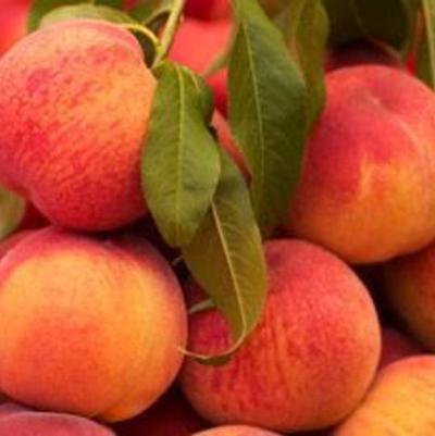 Peach Frost fruit 