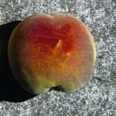Prunus Persica Reliance Fruit 