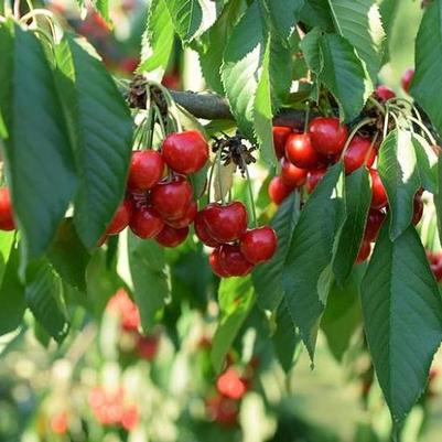 Prunus Avians Lapins Fruit 