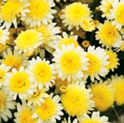 Argyranthemum Dress Up™ Primrose Path