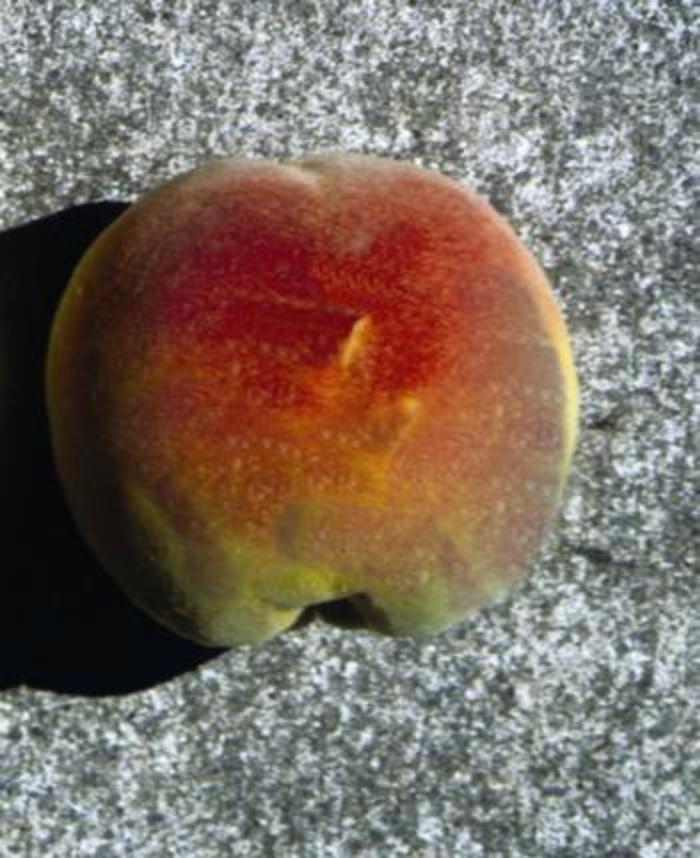 Prunus Persica Reliance Fruit 