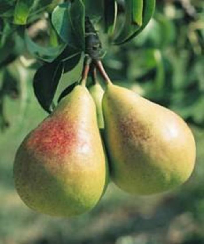 Pyrus Flemish Beauty Fruit 