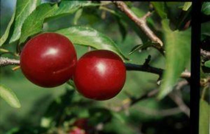Prunus salicina 'Toka' Fruit 