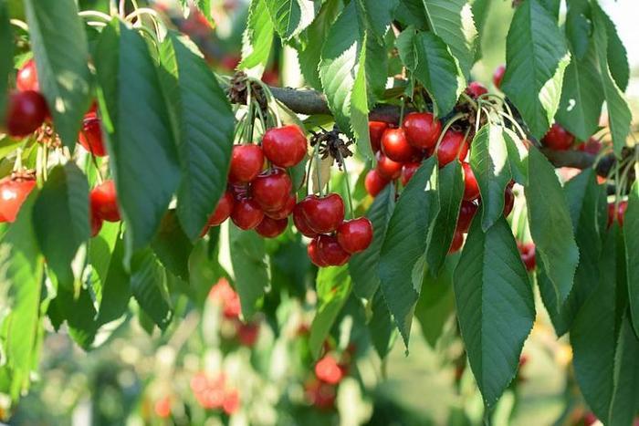 Prunus Avians Lapins Fruit 