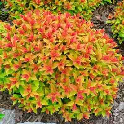 Spiraea Japonica Goldflame