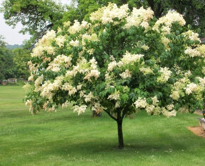 Syringa Reticulata Ivory Silk