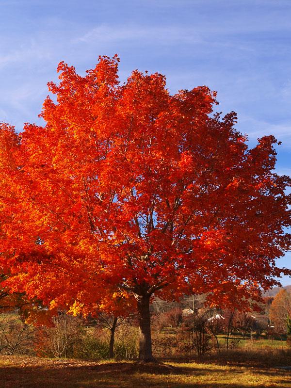 Acer Rubrum Franksred