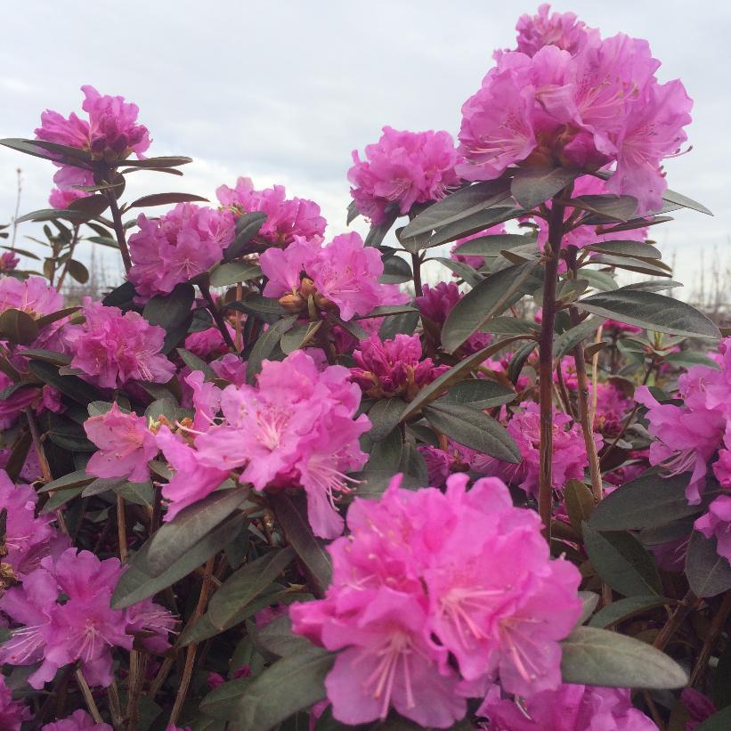 Rhododendron 'P.J.M. Elite' - from Scotts Garden Centre