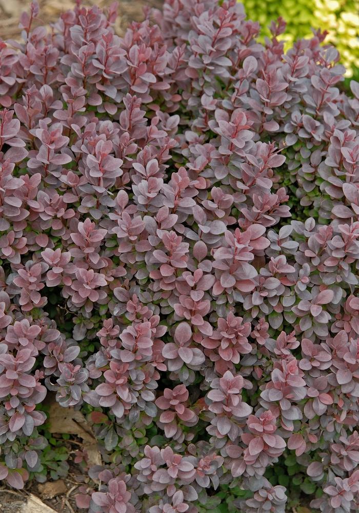 Berberis Thunbergii Concorde