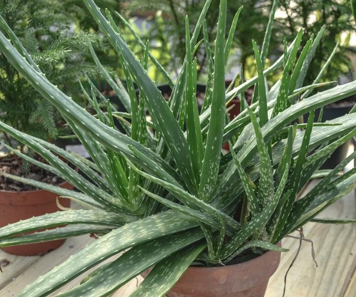 Aloe Barbadensis Miller 