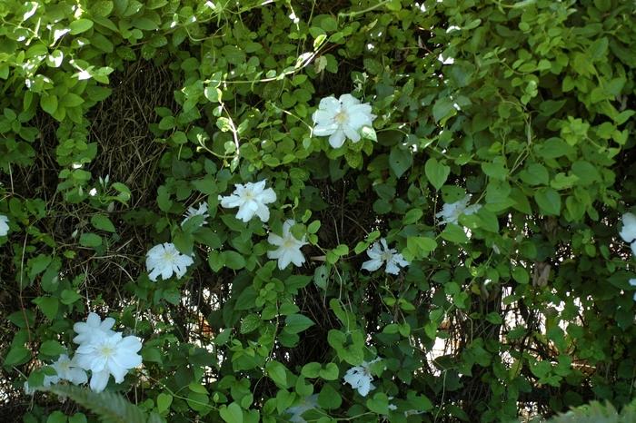 Clematis hybrid Henryi