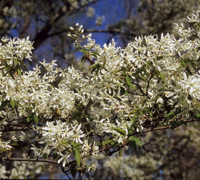 Amelanchier Canadensis 