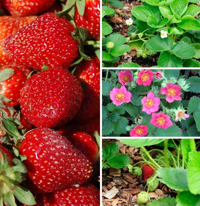 Fragaria Multiple Varieties