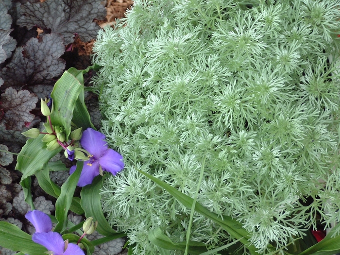 Silver Mound - Artemisia schmidtiana 'Silver Mound' from Scotts Garden Centre Silver Mound - Artemisia schmidtiana 'Silver Mound' from Scotts Garden Centre
