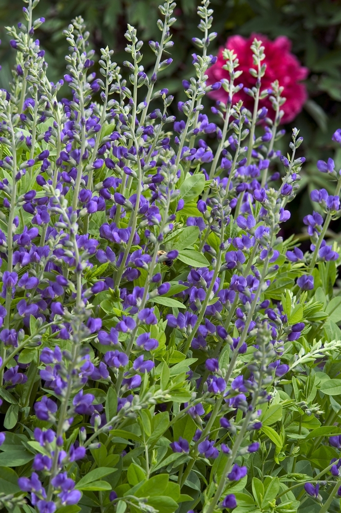 Blue False Indigo - Baptisia australis from Scotts Garden Centre Blue False Indigo - Baptisia australis from Scotts Garden Centre