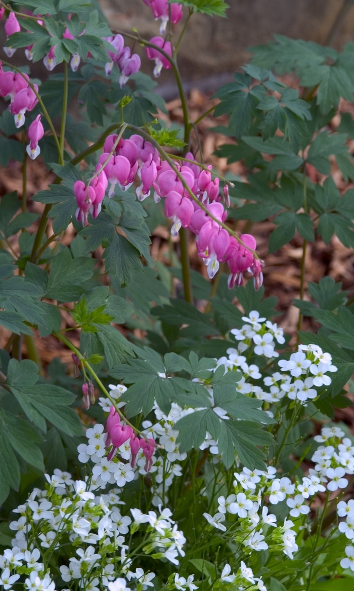 Bleeding Heart - Old Fashioned - Dicentra spectabilis from Scotts Garden Centre Bleeding Heart - Old Fashioned - Dicentra spectabilis from Scotts Garden Centre