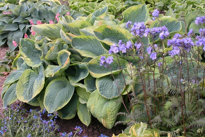 Plantain-Lily - Hosta 'Frances Williams' from Scotts Garden Centre Plantain-Lily - Hosta 'Frances Williams' from Scotts Garden Centre