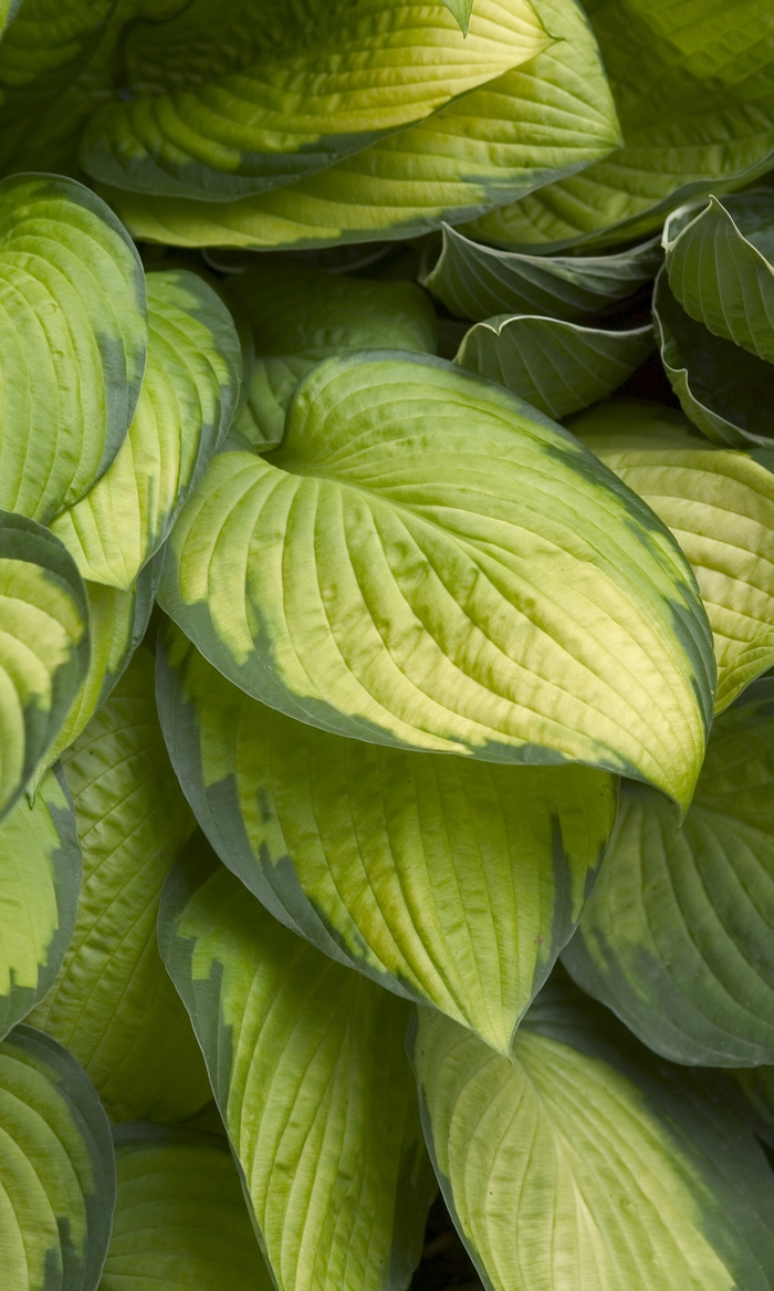 Plantain Lily - Hosta 'Gold Standard' from Scotts Garden Centre Plantain Lily - Hosta 'Gold Standard' from Scotts Garden Centre