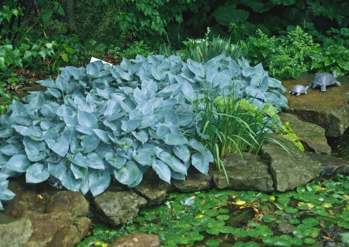 Plantain Lily - Hosta 'Halcyon' from Scotts Garden Centre Plantain Lily - Hosta 'Halcyon' from Scotts Garden Centre