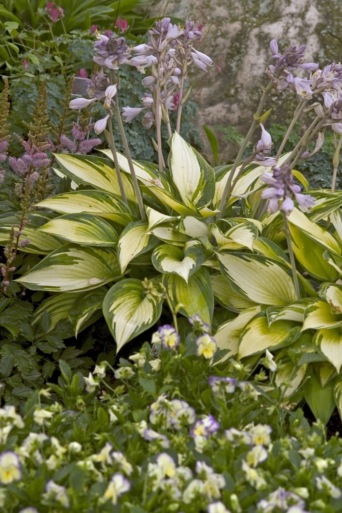 Plantain Lily - Hosta 'June' Plantain Lily - Hosta 'June'