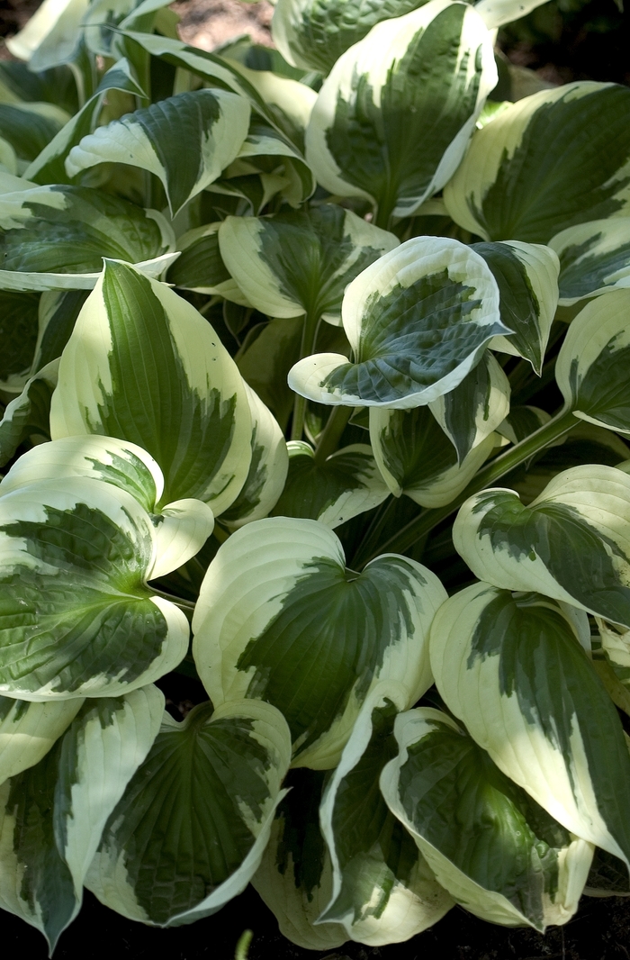 Plantain Lily - Hosta 'Patriot' Plantain Lily - Hosta 'Patriot'