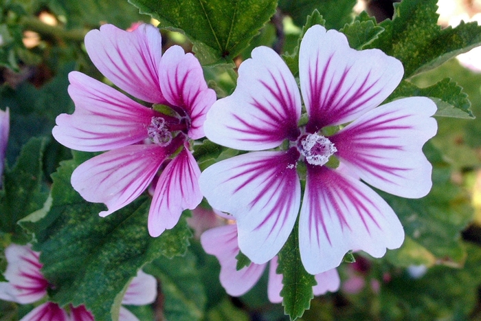 Mallow-Striped - Malva sylvestris 'Zebrina' from Scotts Garden Centre Mallow-Striped - Malva sylvestris 'Zebrina' from Scotts Garden Centre