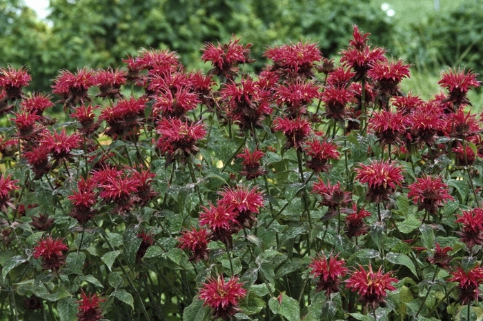 Bee Balm - Monarda 'Raspberry Wine' Bee Balm - Monarda 'Raspberry Wine'