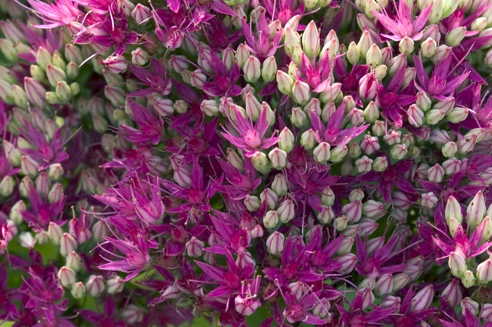 Stonecrop - Sedum spectabile 'Neon' Stonecrop - Sedum spectabile 'Neon'