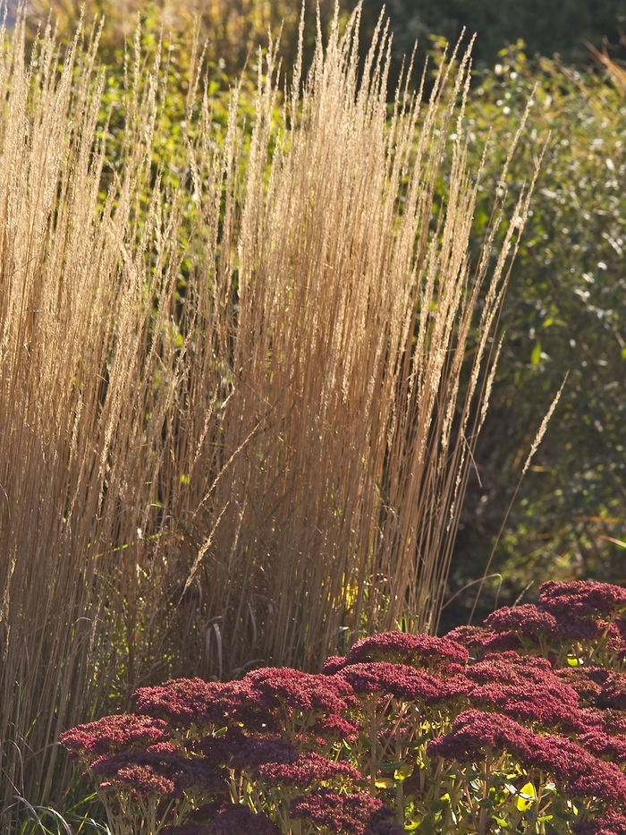Feather Reed Grass - Calamagrostis acutiflora 'Karl Foerster' from Scotts Garden Centre Feather Reed Grass - Calamagrostis acutiflora 'Karl Foerster' from Scotts Garden Centre