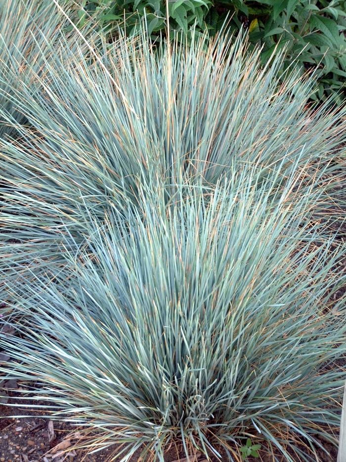 Blue Oat Grass - Helictotrichon sempervirens 'Sapphire' from Scotts Garden Centre Blue Oat Grass - Helictotrichon sempervirens 'Sapphire' from Scotts Garden Centre