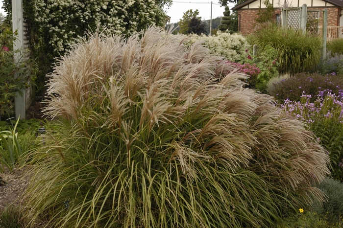 Maiden Grass - Miscanthus sinensis 'Huron Sunrise' from Scotts Garden Centre Maiden Grass - Miscanthus sinensis 'Huron Sunrise' from Scotts Garden Centre