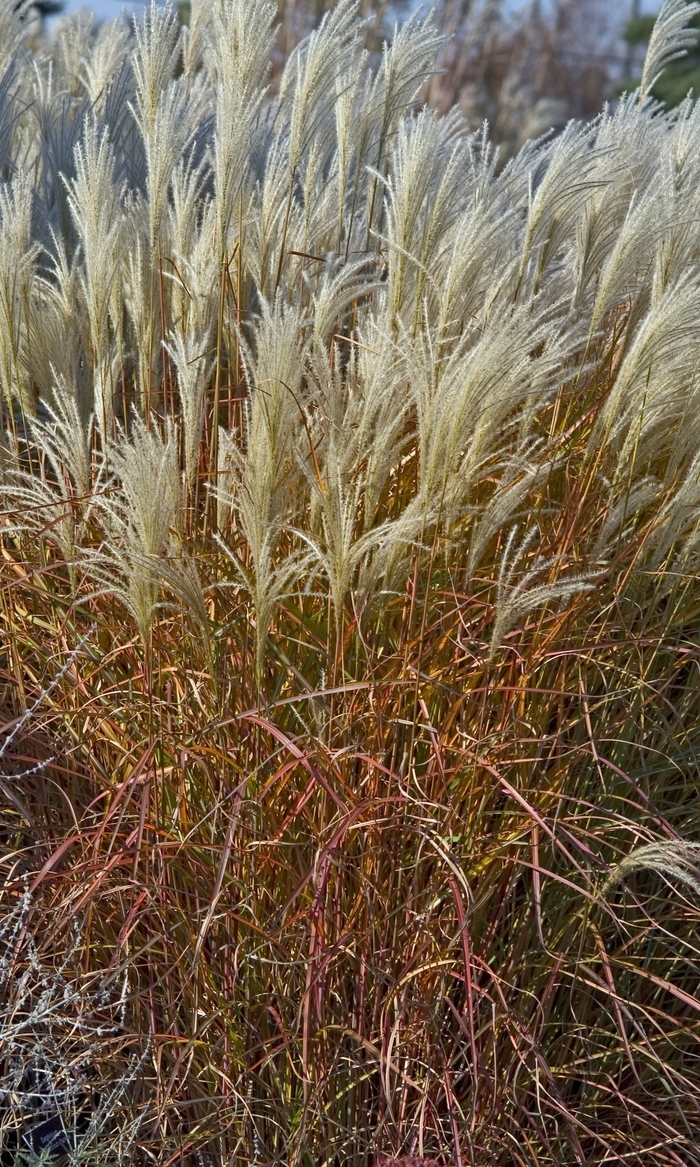 Maiden Grass - Miscanthus 'Purpurascens' from Scotts Garden Centre Maiden Grass - Miscanthus 'Purpurascens' from Scotts Garden Centre
