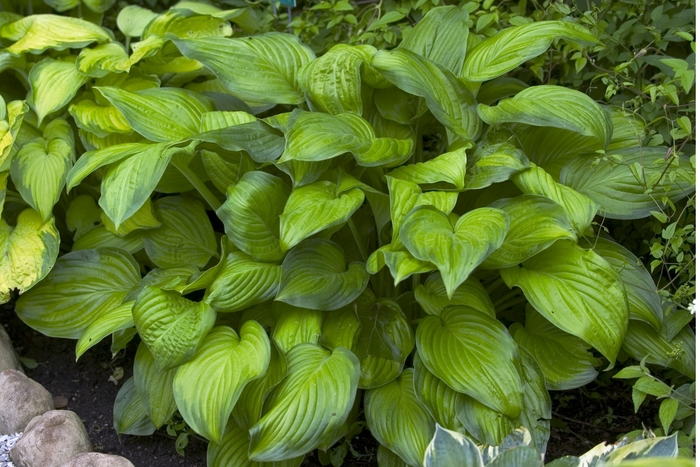 Plantain Lily - Hosta 'Stained Glass' from Scotts Garden Centre Plantain Lily - Hosta 'Stained Glass' from Scotts Garden Centre