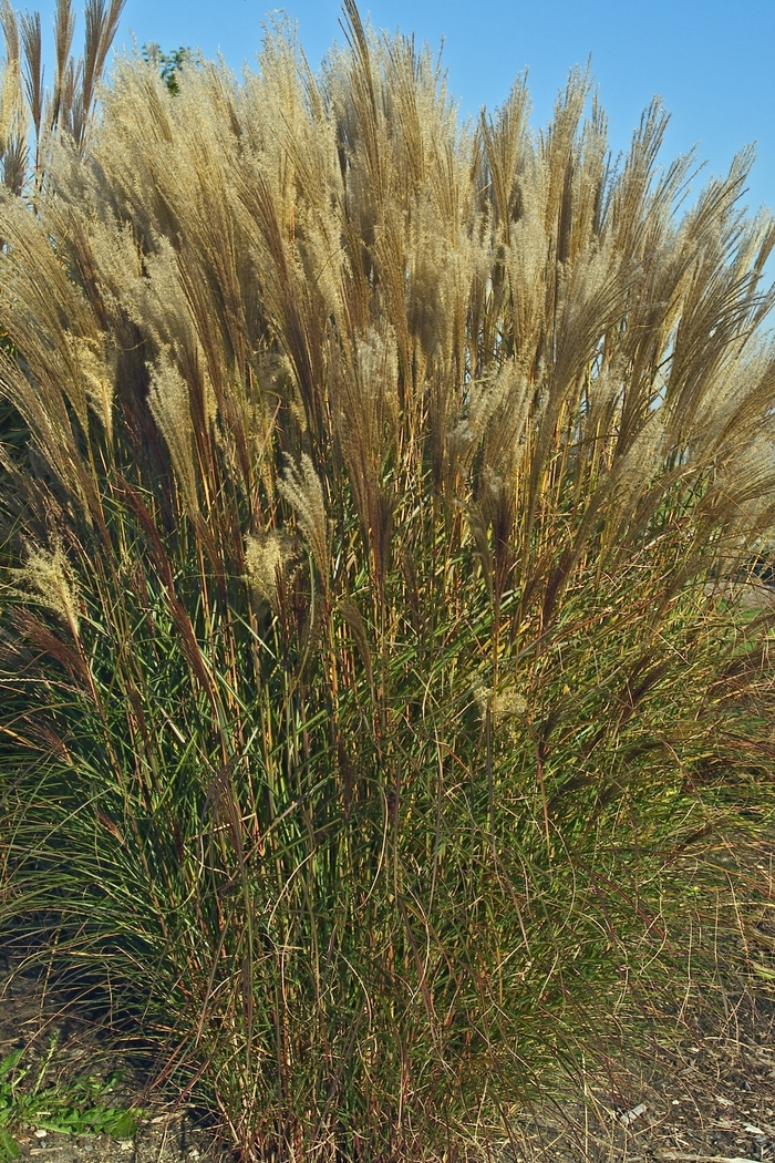 Maiden Grass - Miscanthus sinensis 'Nippon' from Scotts Garden Centre Maiden Grass - Miscanthus sinensis 'Nippon' from Scotts Garden Centre