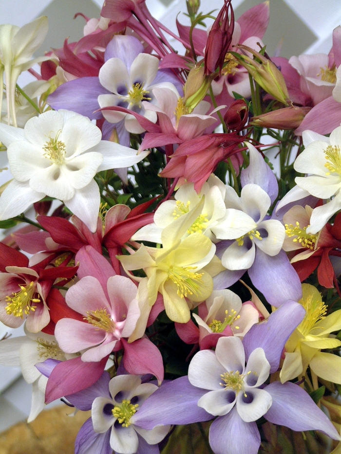 Columbine - Aquilegia x hybrida 'Origami Mix' from Scotts Garden Centre Columbine - Aquilegia x hybrida 'Origami Mix' from Scotts Garden Centre