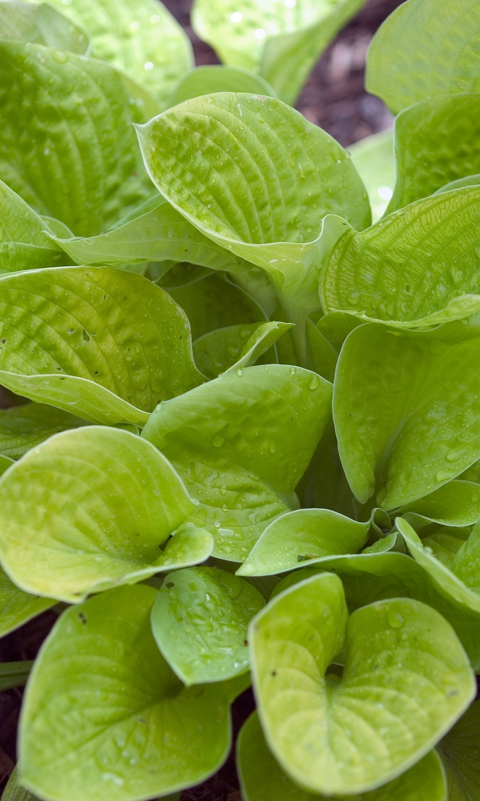 Plantain Lily - Hosta 'Maui Buttercups' Plantain Lily - Hosta 'Maui Buttercups'