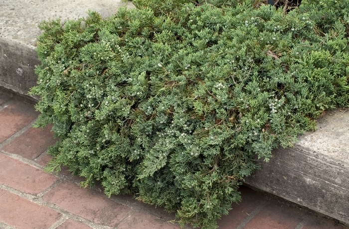 Creeping Juniper - Juniperus horizontalis 'Wiltonii' from Scotts Garden Centre Creeping Juniper - Juniperus horizontalis 'Wiltonii' from Scotts Garden Centre